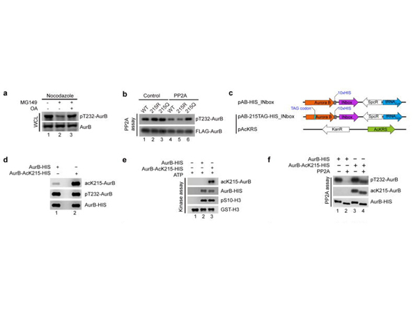 Western Blot using Aurora B pT232